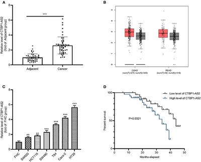 Downregulating Long Non-coding RNAs CTBP1-AS2 Inhibits Colorectal Cancer Development by Modulating the miR-93-5p/TGF-β/SMAD2/3 Pathway